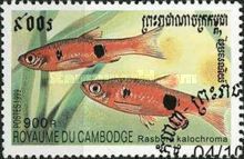 Clown Rasbora (Rasbora kalochroma)