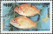 Orange Chromide (Etroplus maculatus)