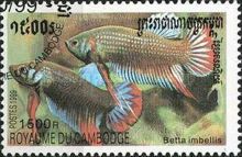 Crescent Betta (Betta imbellis)