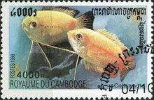 Honey Gourami (Colisa sota)