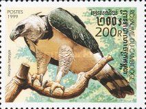 Harpy Eagle (Harpia harpyja)
