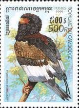 Bateleur Eagle (Terathopius ecaudatus)