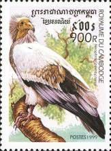 Egyptian Vulture (Neophron percnopterus)