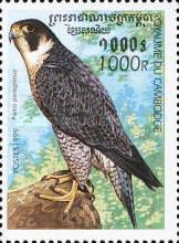 Peregrine Falcon (Falco peregrinus)