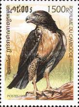 Red-tailed Hawk (Buteo jamaicensis)