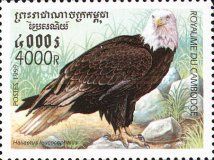 Bald Eagle (Haliaeëtus leucocephalus)