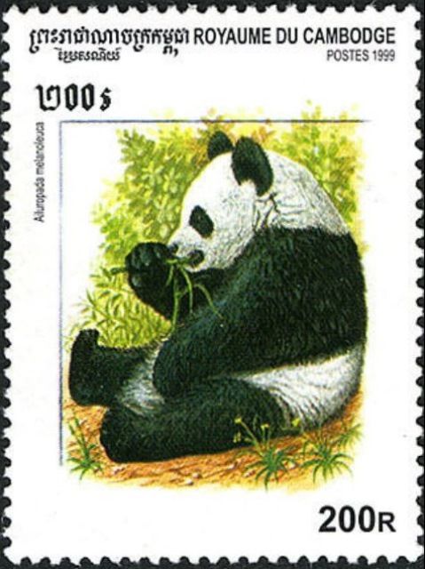 Giant Panda (Ailuropoda melanoleuca)