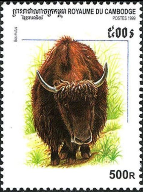Yak (Bos mutus)