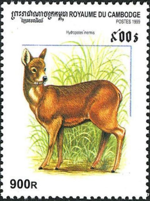 Water Deer (Hydropotes inermis)