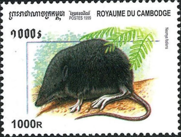 Eurasian Water Shrew (Neomys fodiens)