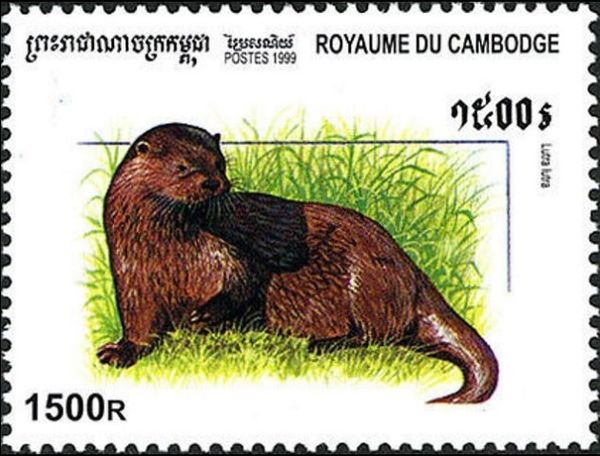 Eurasian Otter (Lutra lutra)