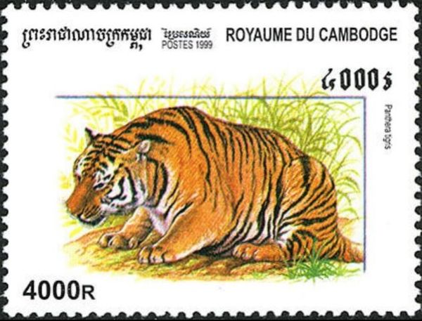Tiger (Panthera tigris)