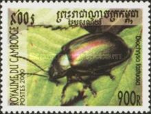 Dead-nettle Leaf Beetle (Diochrysa fastuosa)