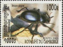 Great Darkling Beetle (Blaps gigas)