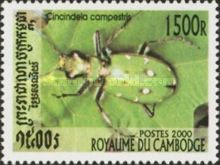 Green Tiger Beetle (Cicindela campestris)