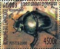 Scarabeus Beetle (Scarabeus aegyptiorum)