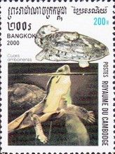 Amboina Box Turtle (Cuora amboinensis)