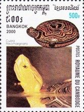 Yellow-margined Box Turtle (Cuora flavomarginata)