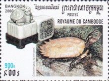 Black-breasted Leaf Turtle (Geoemyda spengleri)