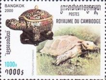 Impressed Tortoise (Manouria impressa)