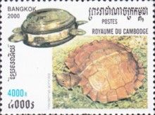 Spiny Turtle (Heosemys spinosa)