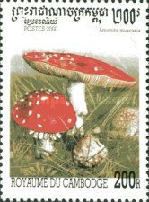 Amanita muscaria