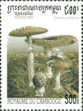 Amanita pantherina