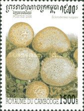 Scleroderma citrinum