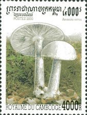 Amanita verna
