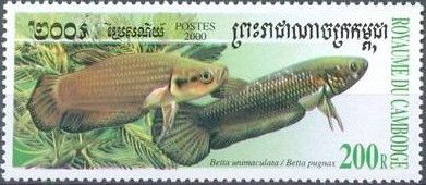 Howong Betta (Betta unimaculata), Penang Betta (Betta pugnax