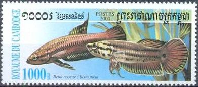 Betta foerschi and Betta imbellis