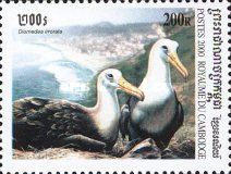 Waved Albatross (Diomedea irrorata)