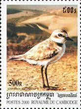 Kentish Plover (Charadrius alexandrinus)
