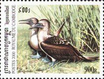 Blue-footed Booby (Sula nebouxii)