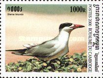Common Tern (Sterna hirundo)