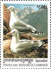 European Herring Gull (Larus argentatus)
