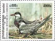 Whiskered Tern (Chlidonias hybrida)