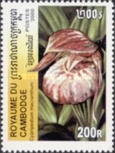 Cypripedium macranthos