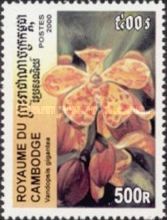 Vandopsis gigantea