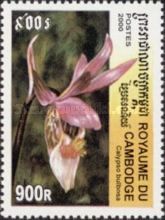 Calypso bulbosa