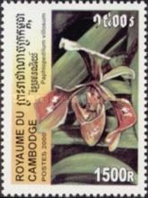 Paphiopedilum villosum