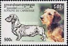 Wire-haired Dachshund (Canis lupus familiaris)
