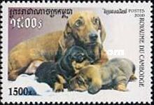 Dachshund (Canis lupus familiaris) with Pups