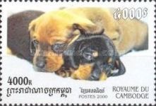 Dachshund (Canis lupus familiaris)