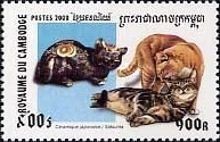 Japanese Ceramic, Domestic Cat (Felis silvestris catus)