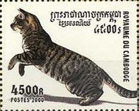 Domestic Cat (Felis silvestris catus) on the Jump