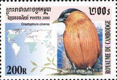 "Creatophora cinerea" (see Description)