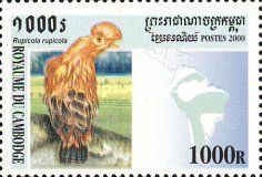 Guianan Cock-of-the-rock (Rupicola rupicola)