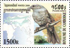 Alpine Accentor (Prunella collaris)