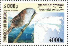 Bearded Reedling (Panurus biarmicus)